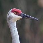 The Nature Conservancy's Disney Wilderness Preserve