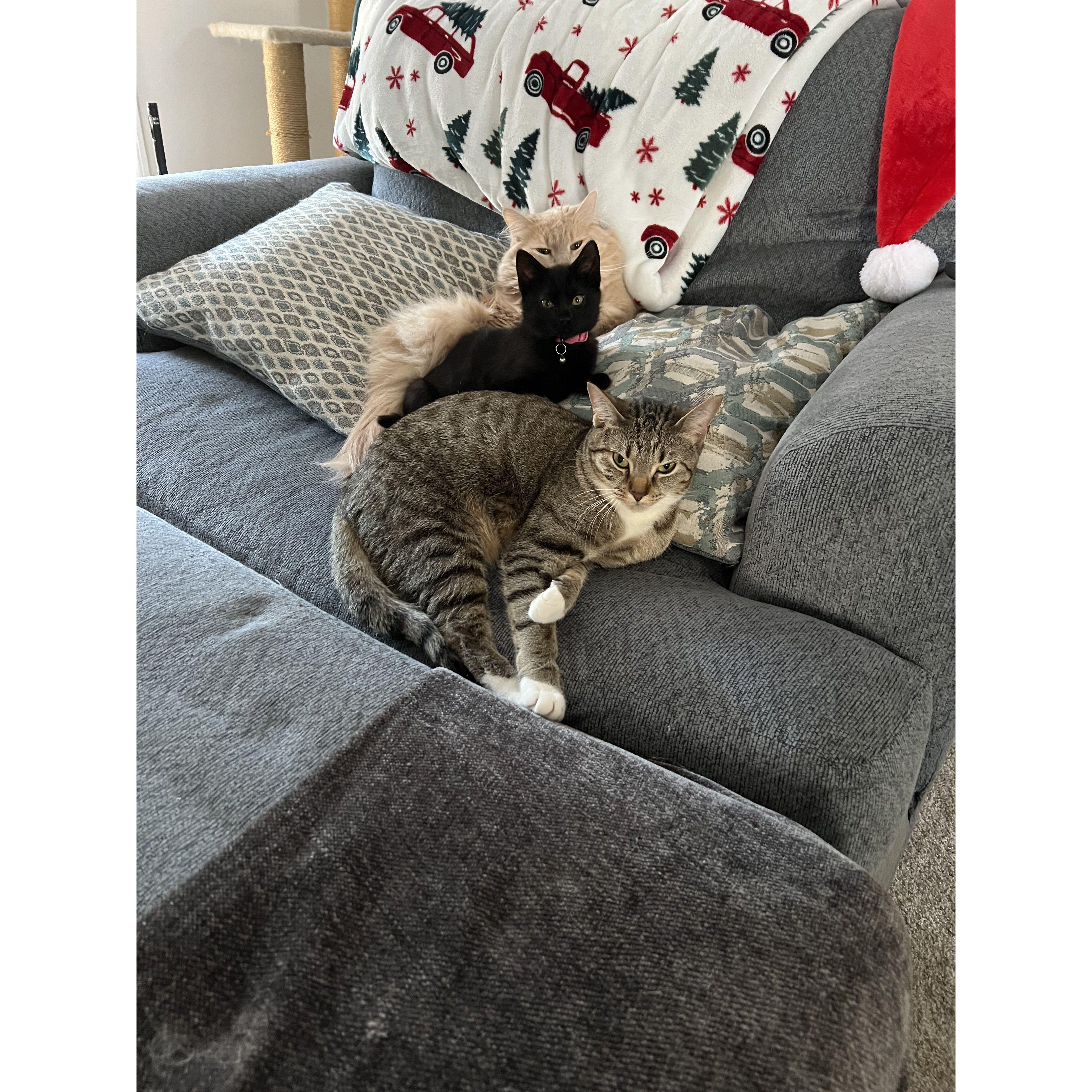 Our 3 Fur Babies! Milo, Emmy & Cleo.