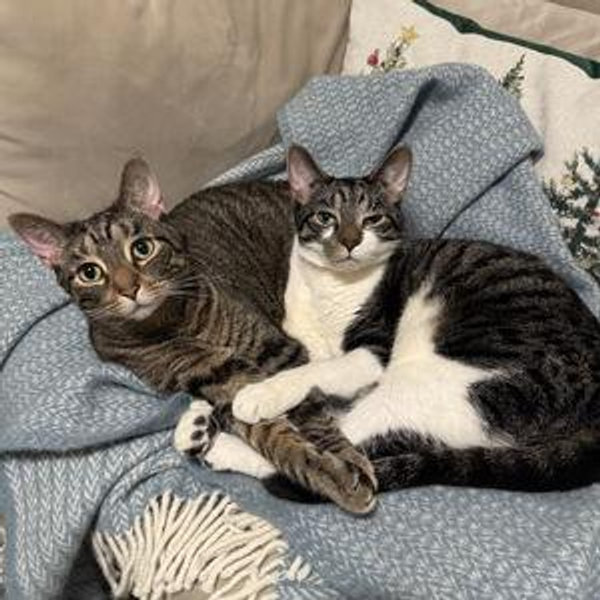 Bug & Sim's Kittenmoon (cat sitting for the honeymoon!)