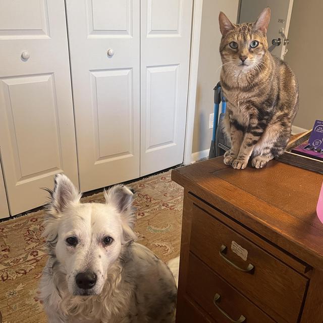 Zeke and Banksy Treats
