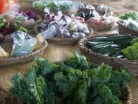 Nosara Farmers Market
