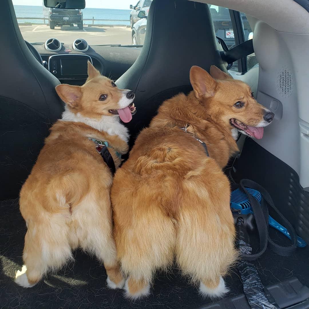 Corgi butts drive us nuts :-p