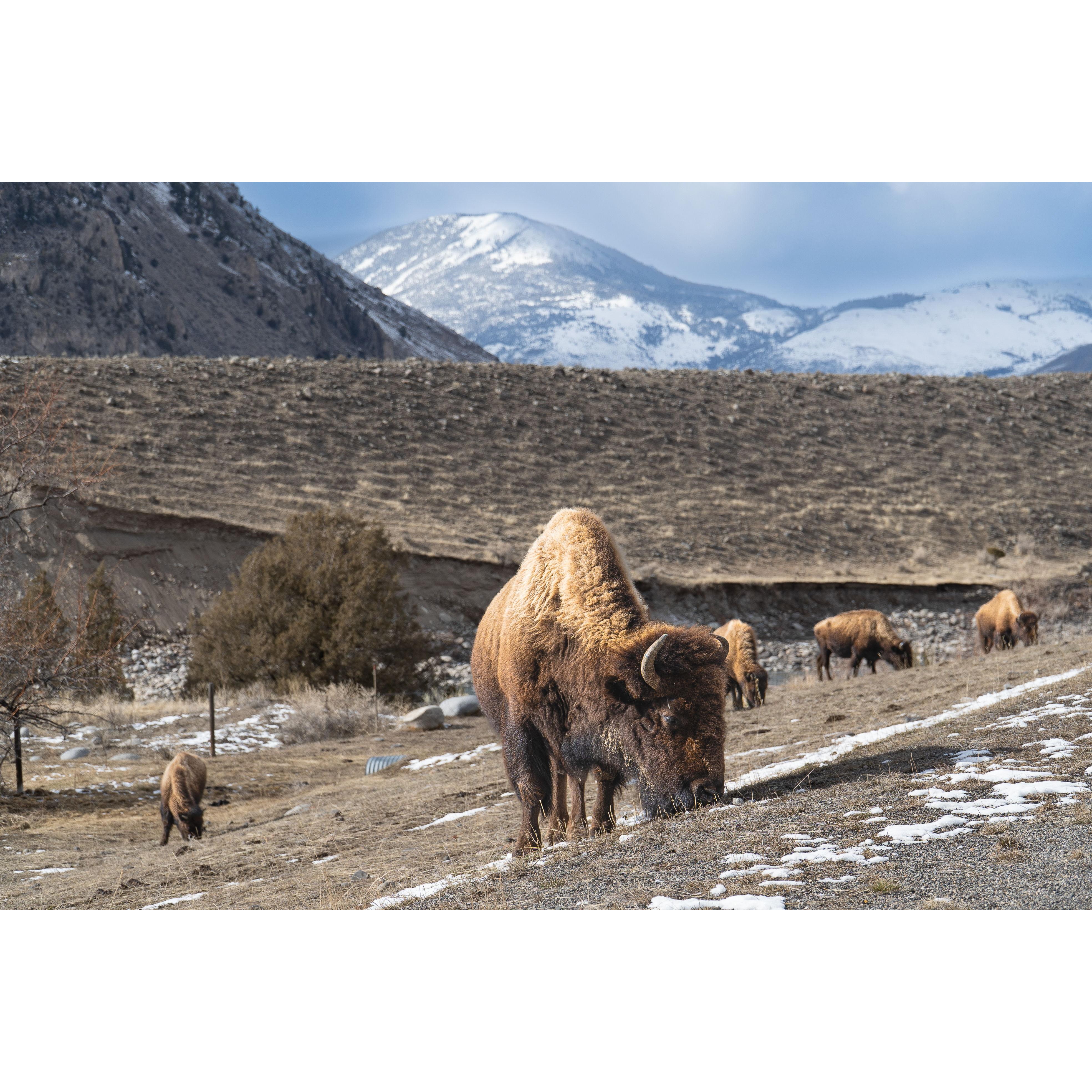 Buffalo on the drive to North Yellowstone