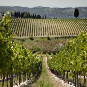 Siena, San Gimignano & Tuscany Wine Tasting Tour