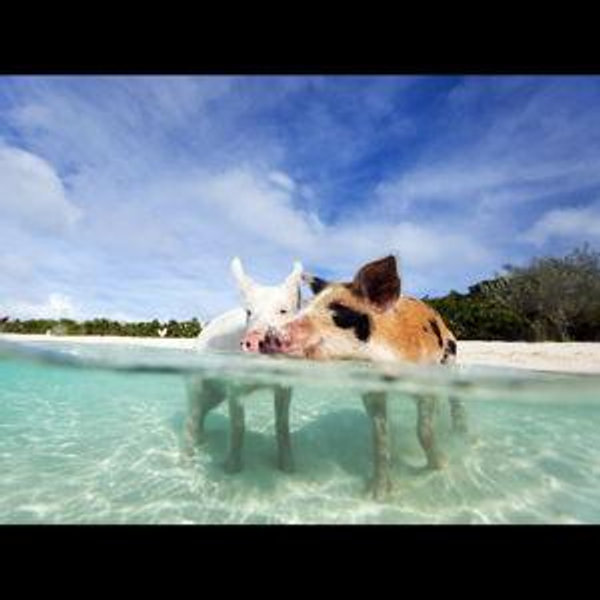 Swim with Pigs in Nassau