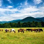 Cades Cove Riding Stables