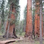 Calaveras Big Trees State Park