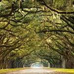 Wormsloe Historic Site