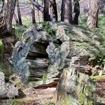 The Petrified Forest