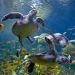 Birch Aquarium at Scripps