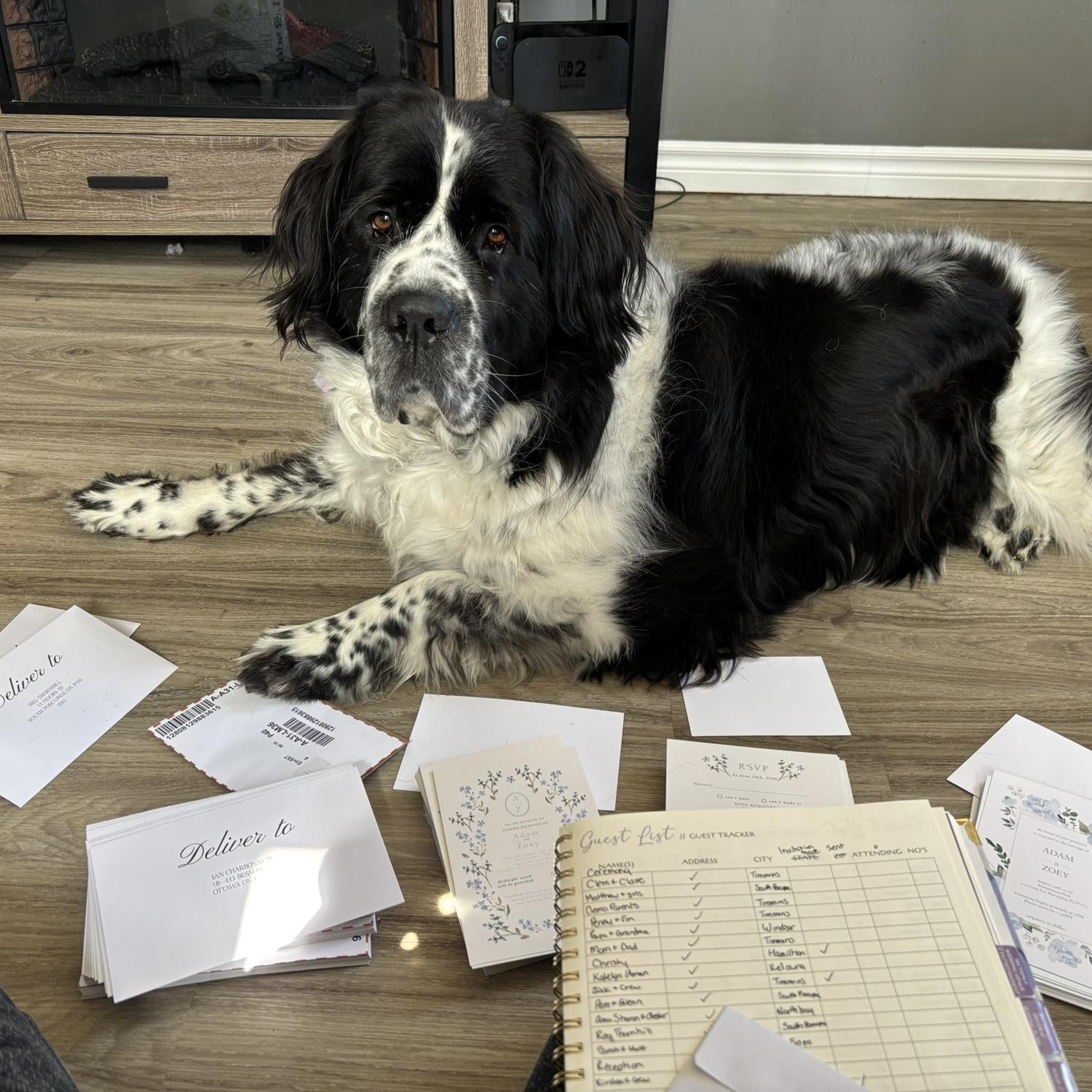 Our “Best Dog” helping put invitations together