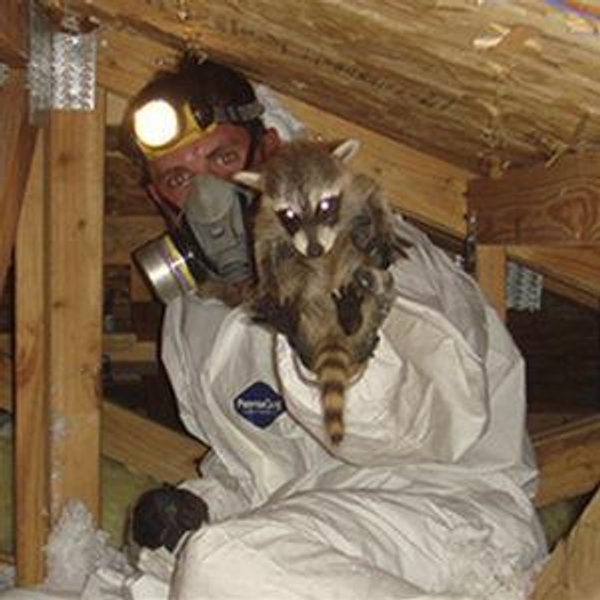 Racoon Removal/Mitigation Fund