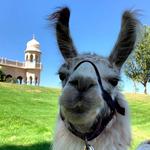 Utah Valley Llamas