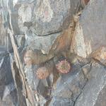 Piestewa Peak