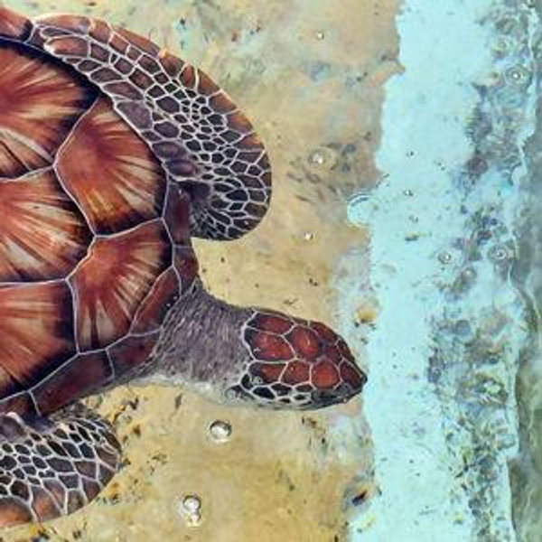 Turtle Adventure (Honeymoon)