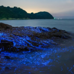 Bahía Bioluminiscente