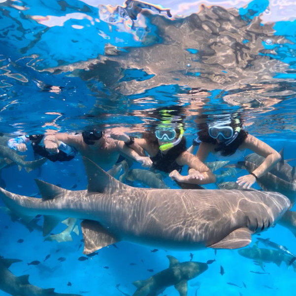 Snorkel con tiburones Nodriza en Maldivas