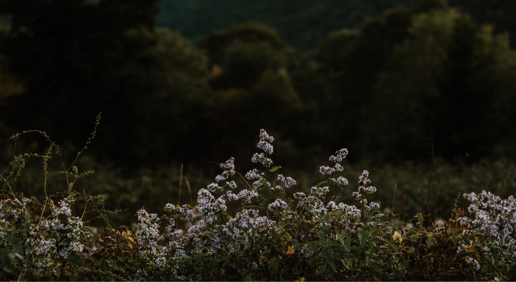 Footer image