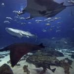 Georgia Aquarium