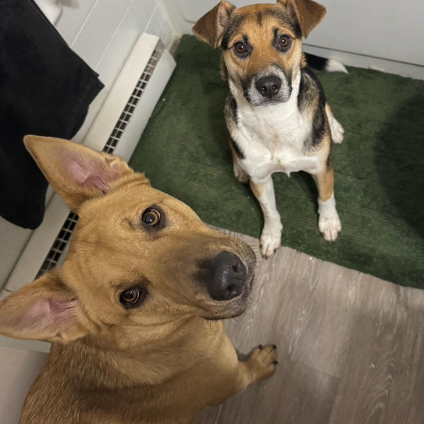 Puck & Penny’s New Toy Fund