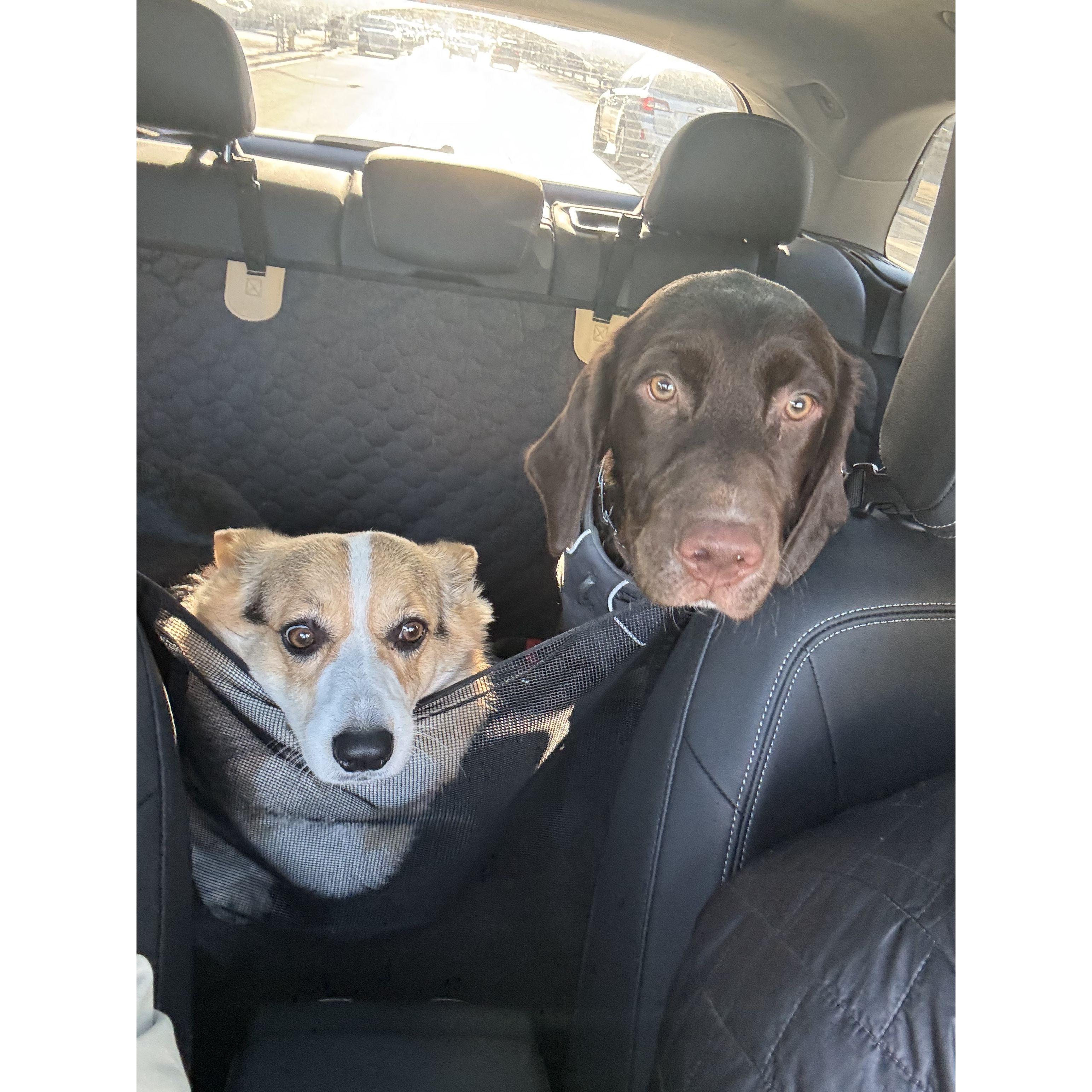 More photos of Charlotte and Hank.