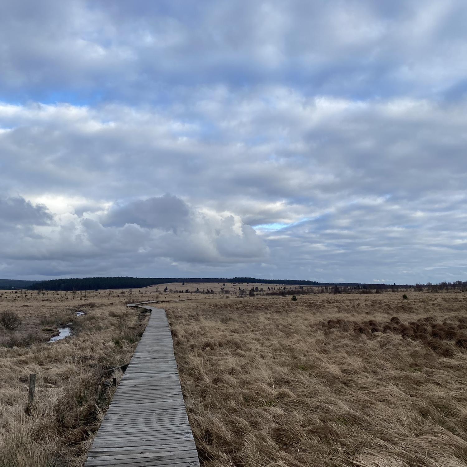 The Haute Fagnes (High Fens) nature preserve, February 2024