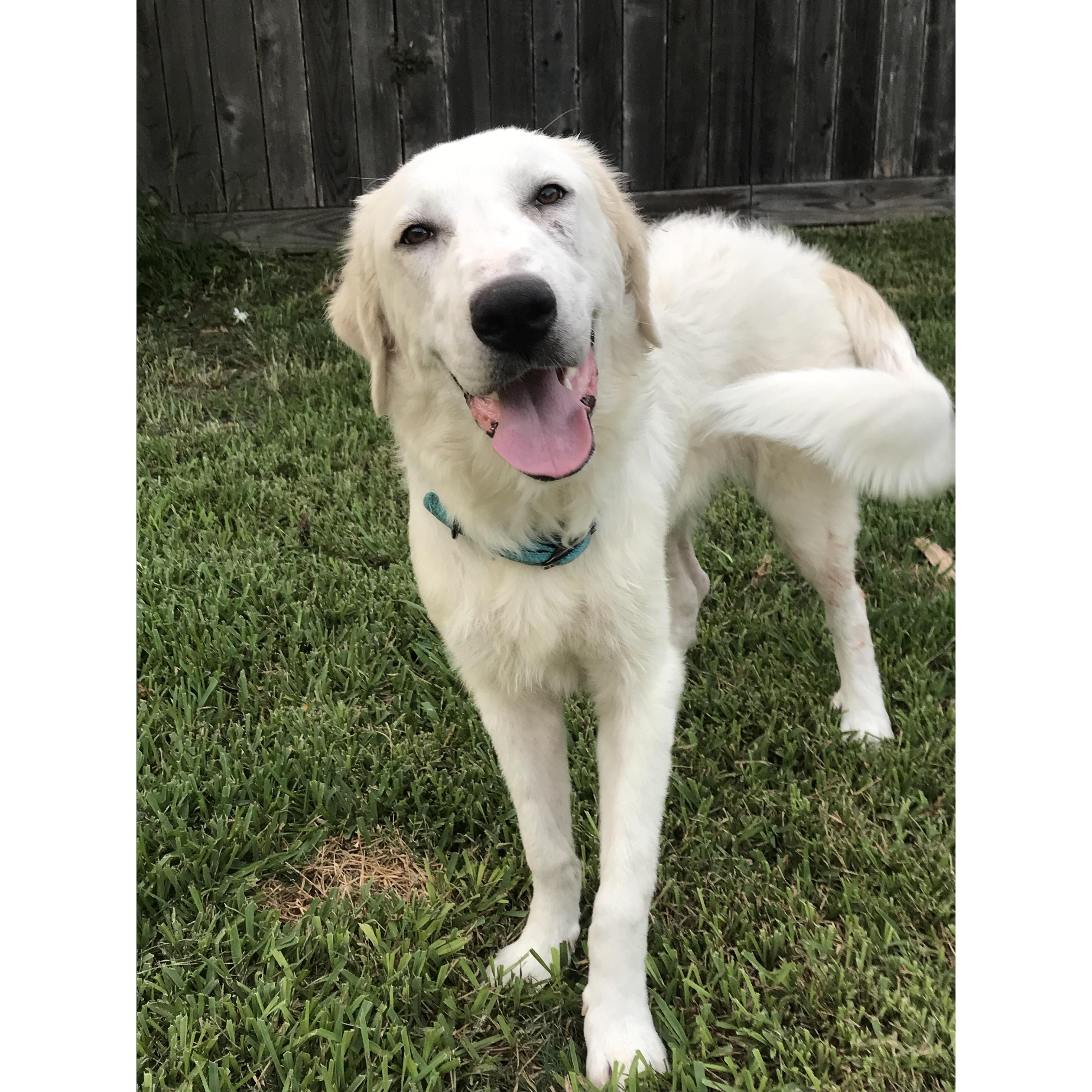 Lily Pawter