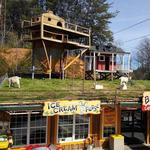 Goats on the Roof of the Smoky Mountains