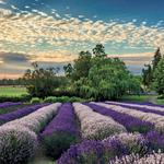 Purple Haze Lavender Farm