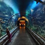 Shark Reef Aquarium at Mandalay Bay