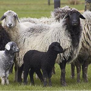 Gift-a-Sheep!