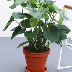 Monstera