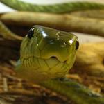 Kentucky Reptile Zoo