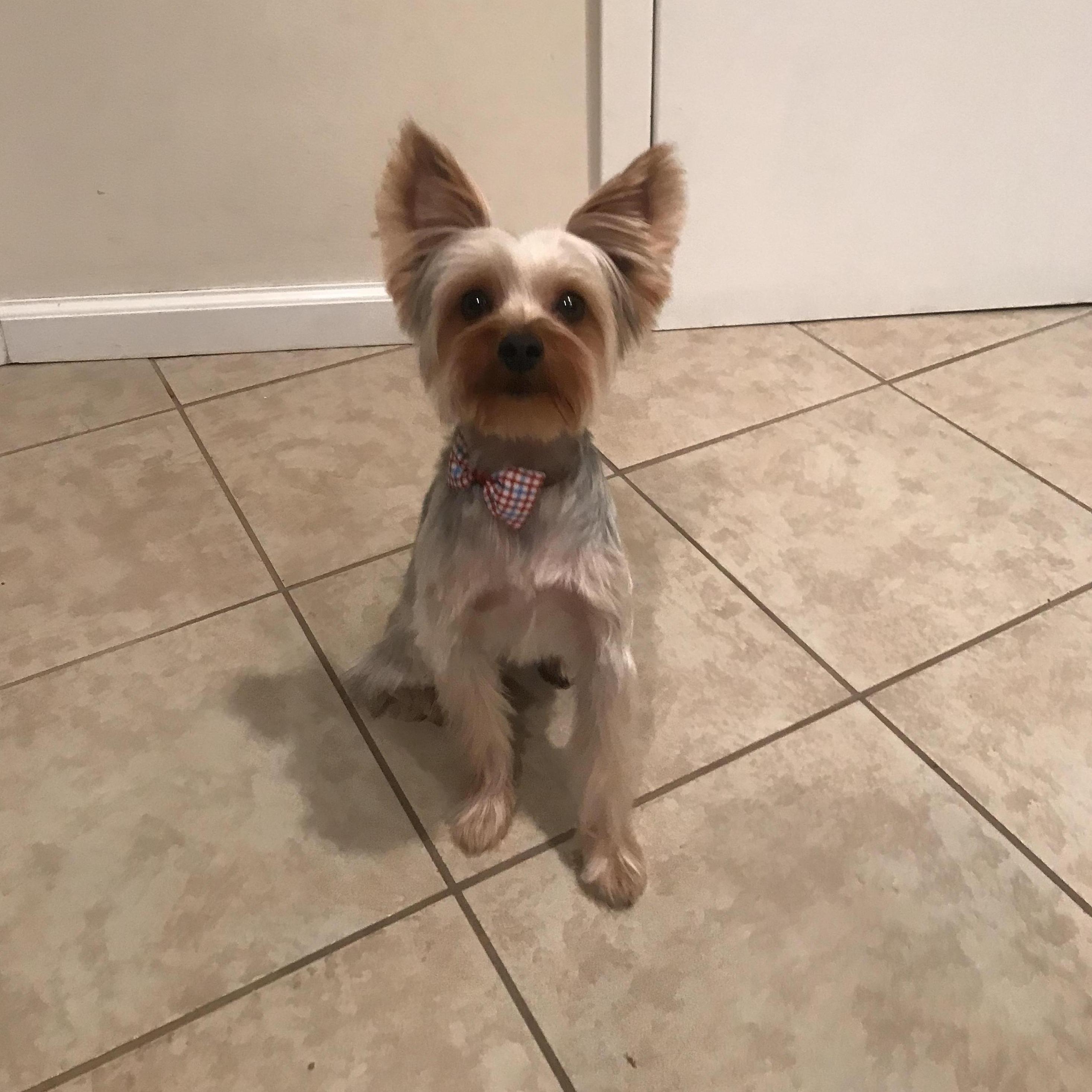 Our handsome prince, Oscar! Also a very good boy!