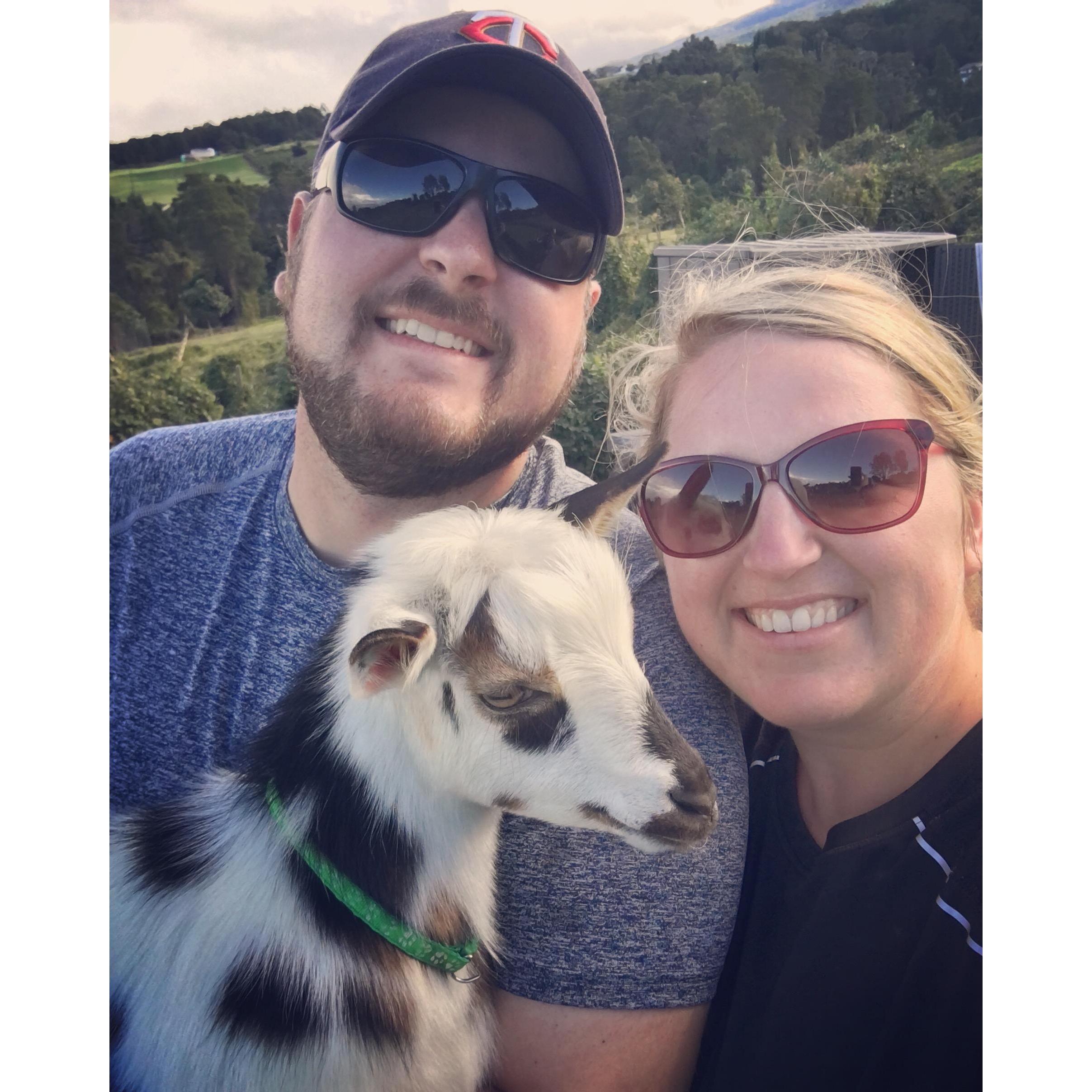 Goat Yoga in Maui on our first vacation together!