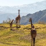 The Living Desert Zoo and Gardens