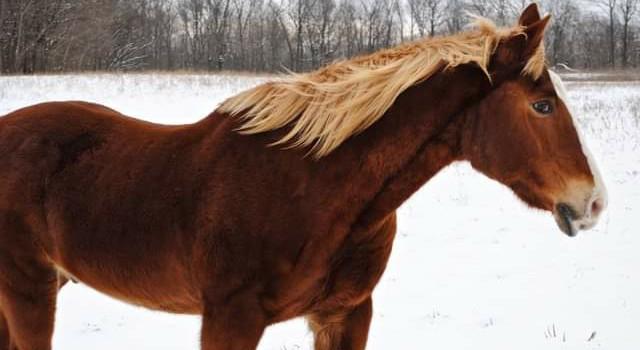 The Wedding Website of Lindsay Buzzard and Tony Reed