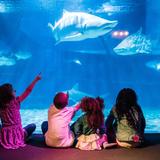 Greater Cleveland Aquarium