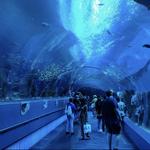 Georgia Aquarium