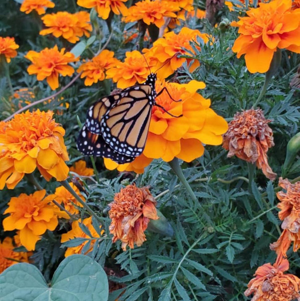 A Garden for Our Monarchs