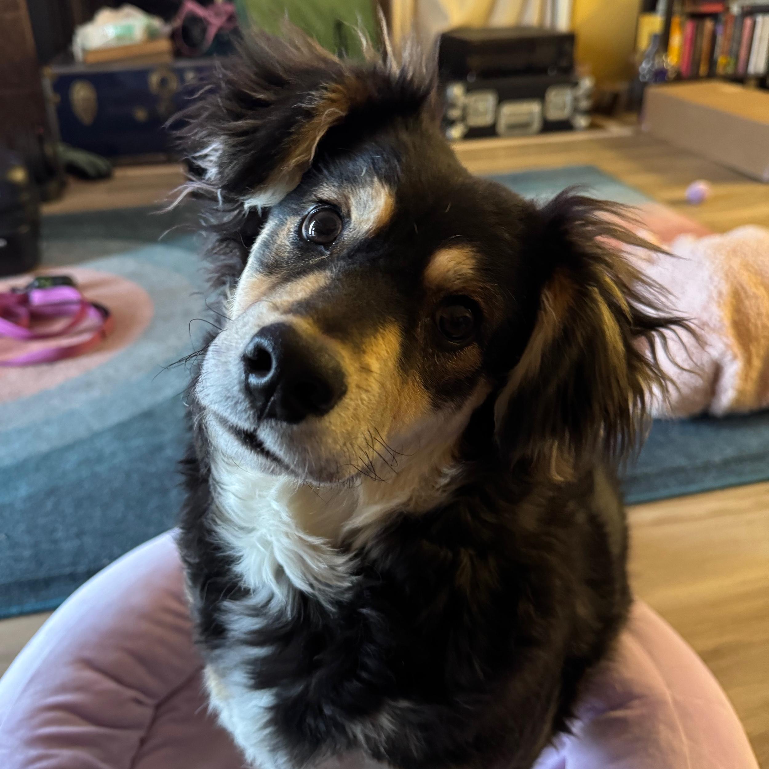 Pet Treat Fund