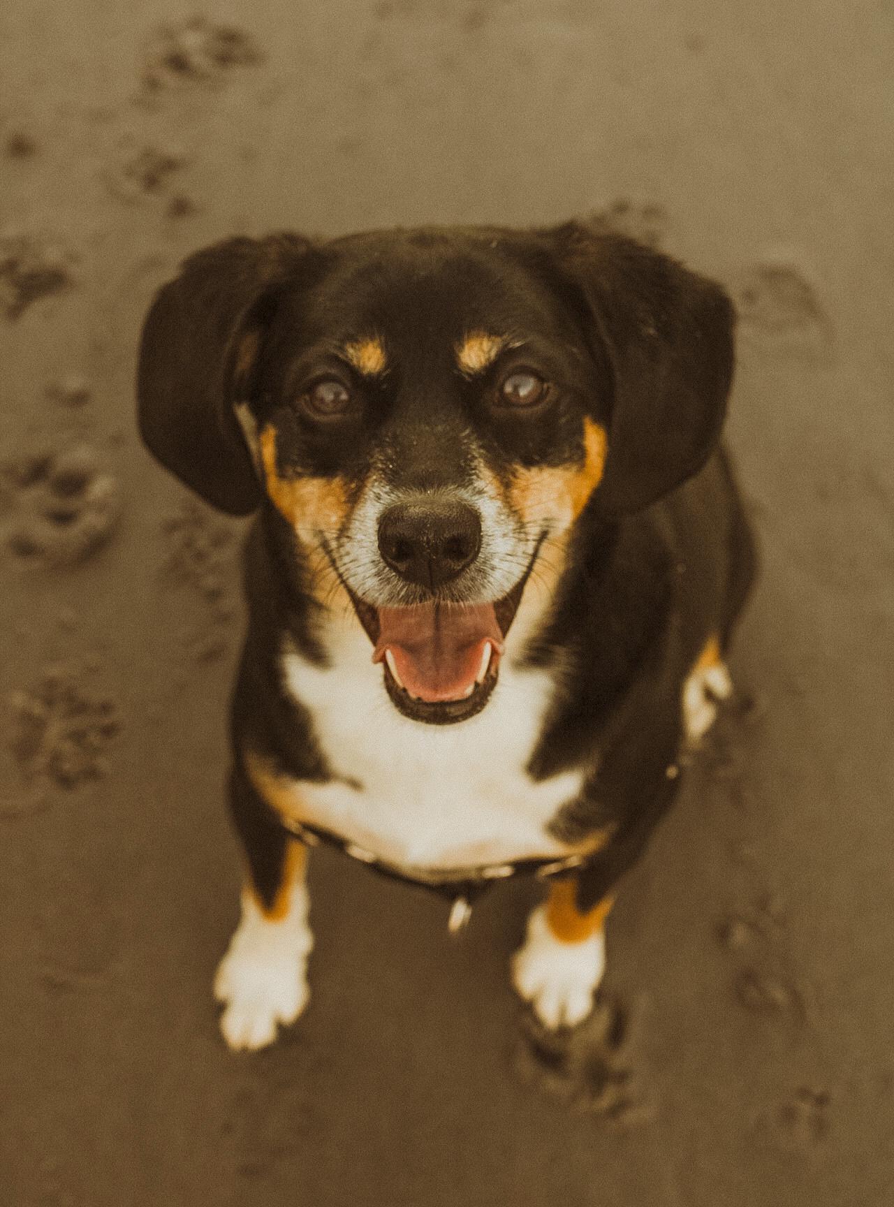 Samson