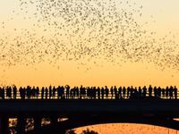 Austin Bat Tours