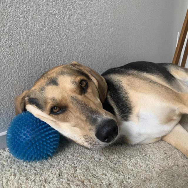 Honeymoon Dog Care Fund