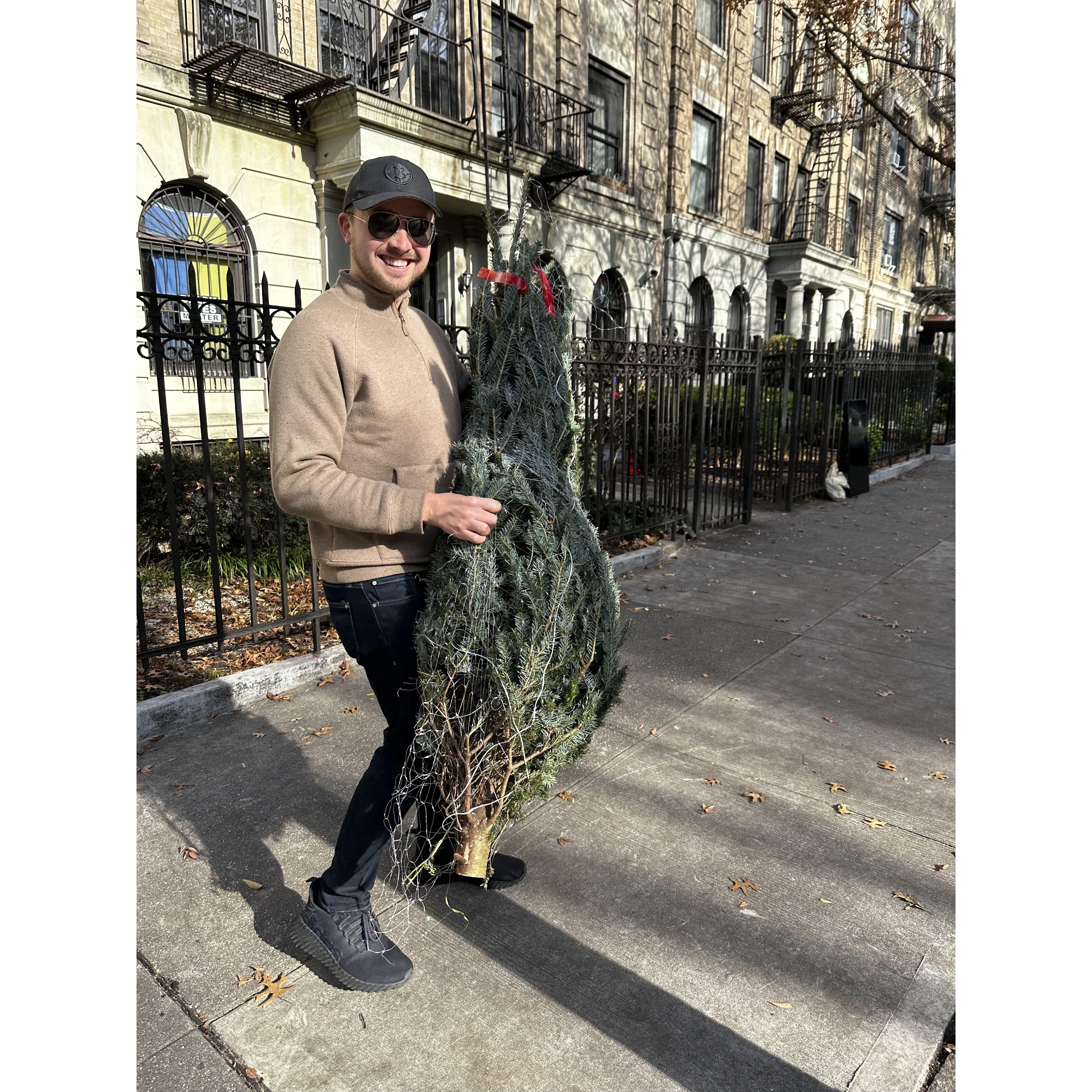 Schlepping our Christmas tree down the block from the seller outside our neighborhood bodega