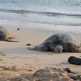 Poipu Beach