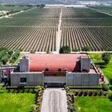 Viñedo De Cote