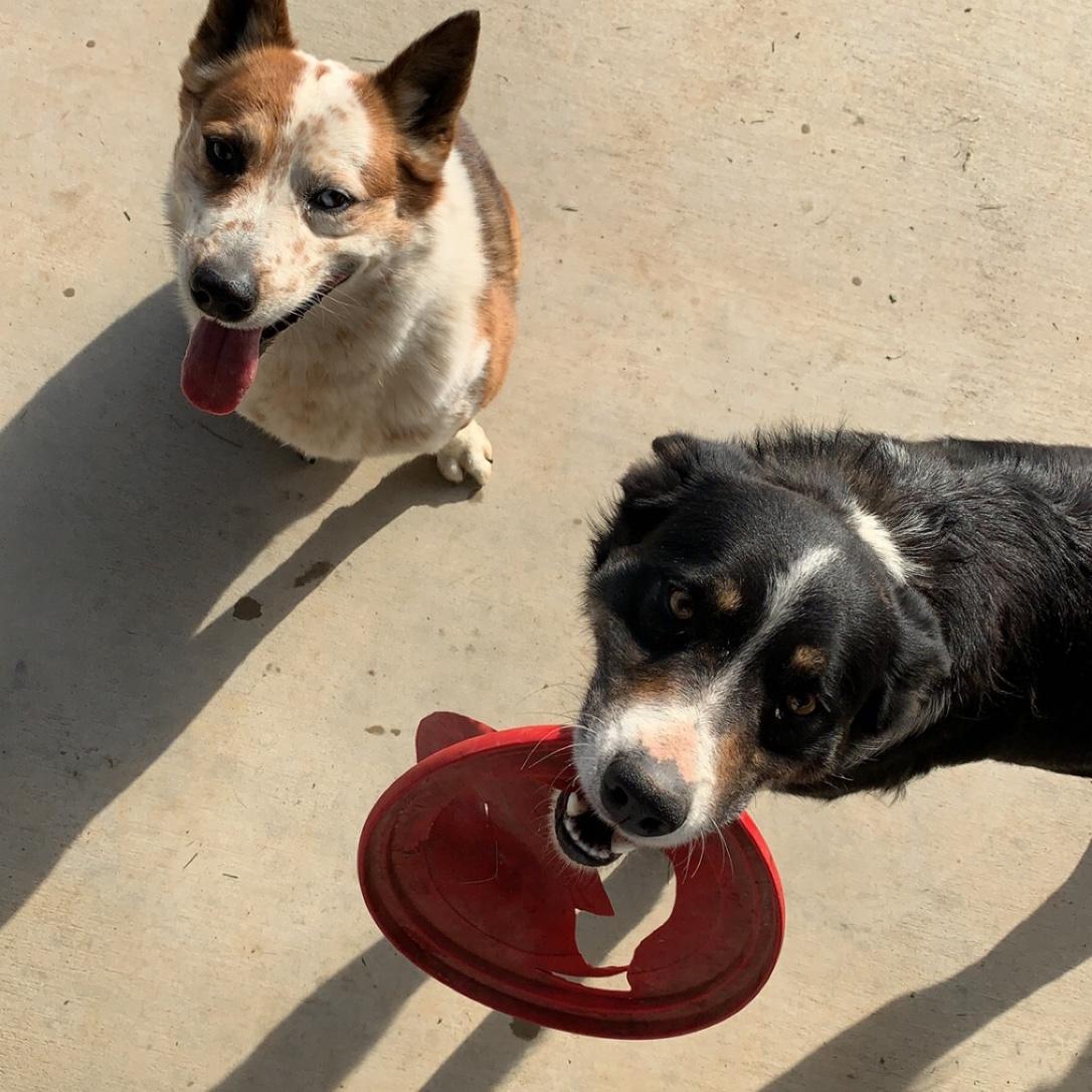Inherited two sweet pups