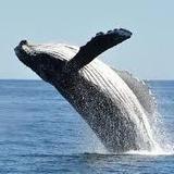 Davey's Locker Whale Watching & Sportfishing