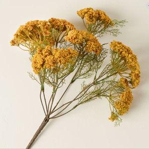 Yellow Queen Anne Lace Bush
